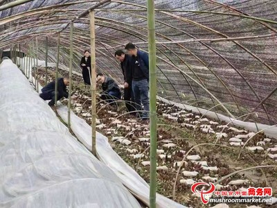 宜昌森源與房縣天禾共建五千畝羊肚菌基地 “森林美容師”的市場突圍記