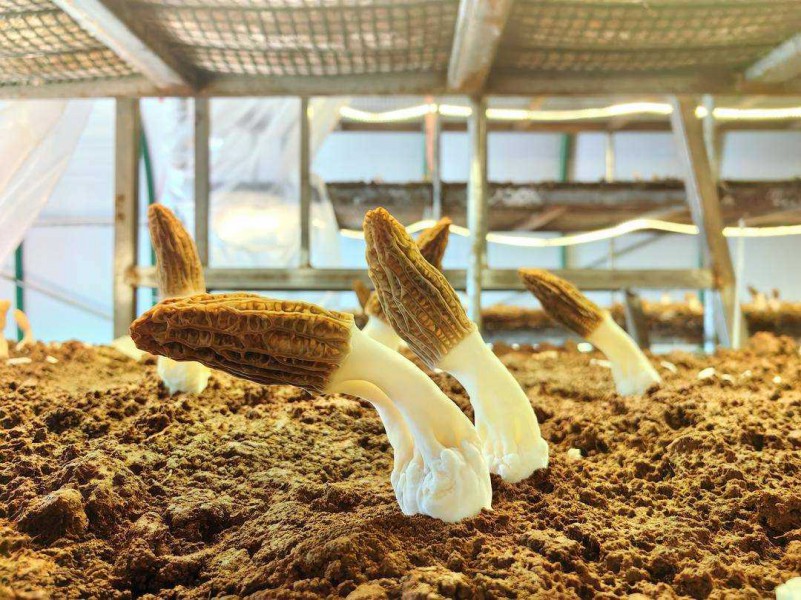 遼寧工廠化層架式栽培羊肚菌首獲成功，開創食用菌產業新篇章