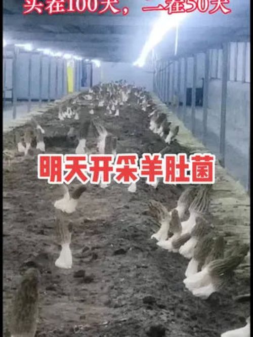 金菇綻放層架間 二茬羊肚菌的豐收禮贊
